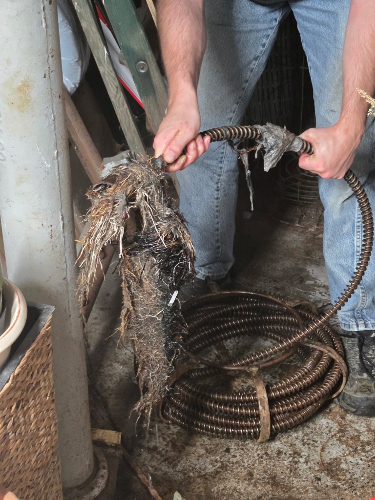 Doctor Rooter 911 technician holding a large mass of tree roots pulled from a sewer line on a drain cable